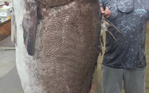 Un mérou de 160 kilos capturé en Floride avait 50 ans