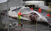 Un conflit social perturbe la chasse à la baleine en Islande