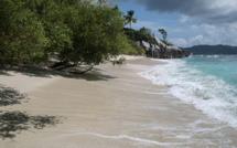L'île Cousin ou le retour à la nature pour sauver un oiseau