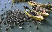 Chili: 2.000 oiseaux retrouvés morts sur des plages du centre du pays