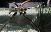 Australie: l'ornithorynque sous forte pression à cause du climat