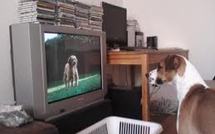 Dog TV", ou quand la télé, c'est pour les chiens