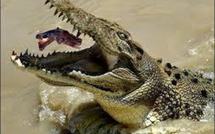 Chien, couche-culotte, ballon de foot: l'ordinaire d'un croco en Australie