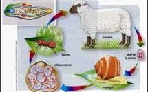 Des fourmis et moutons promus "ingénieurs" de la restauration écologique