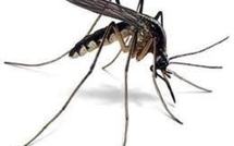 Panama: des moustiques génétiquement modifiés contre la dengue
