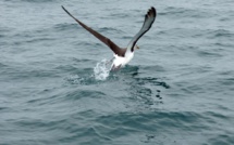 Dans les quarantièmes rugissants, les pêcheurs illégaux sous l'oeil des albatros