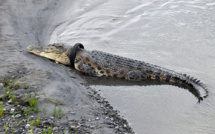 Indonésie: offre de récompense pour retirer un pneu du cou d'un crocodile géant