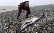 Un dauphin dépecé découvert sur une plage du Finistère
