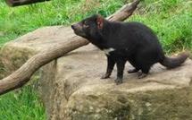 Le diable de Tasmanie en voie d'extinction, victime d'un cancer épidémique