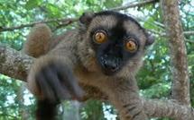Hécatombe inexpliquée de makis sur un îlot protégé de Mayotte