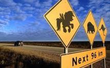 Fort taux de migration des Néo-zélandais vers l’Australie