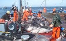 L'Europe renforce sa réglementation contre la pêche au thon rouge