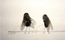 Pékin limite à deux le nombre de mouches dans les toilettes publiques