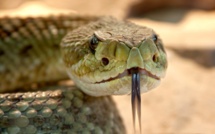 En Floride, une ville ferme un coin de son parc pour laisser les serpents s'accoupler