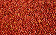 Danger pour les producteurs de tomates: virus confirmé dans le Finistère