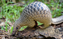 Des centaines de milliers de pangolins vendus illégalement en Asie du Sud-Est