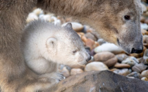 Tout savoir sur les ours