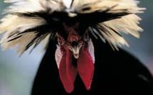 Maldives: une "volaille ensorcelée" jetée sur des policiers sème la zizanie