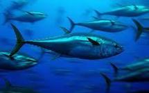 Des flottes non autorisées dans les zones de thon rouge de Méditerranée