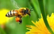La France veut interdire le pesticide Cruiser pour protéger les abeilles