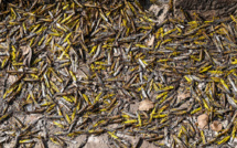 Au Pakistan, la pire invasion de criquets depuis près de 30 ans