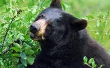 Plongé dans un jacuzzi extérieur, il se fait attaquer par un ours noir