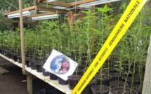 Saisie de 3.500 plants de cannabis au fenua aihere