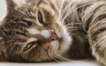 "Aucune preuve" que les animaux domestiques transmettent le coronavirus, selon l'Anses