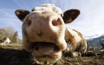 Euro-2012: la vache "Yvonne" prédira les résultats de l'Allemagne