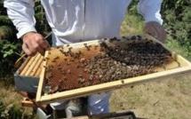 Un virus transmis par une mite tuerait des millions d'abeilles dans le monde