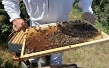 Un virus transmis par une mite tuerait des millions d'abeilles dans le monde