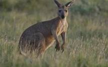 La traque aux kangourous la nuit dans les parcs d'Australie