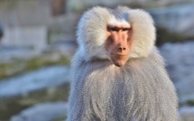 Les mères babouins pourraient éprouver le deuil