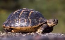 La douane ukrainienne arrête un trafiquant de... tortues