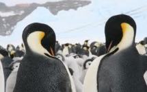 La "dépravation sexuelle" des manchots d'Adélie scandalise un explorateur du 20e siècle
