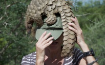 Au Gabon, les ventes de pangolin flanchent avec le coronavirus