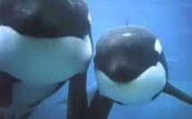 Un groupe international de scientifiques plaide pour les océans avant Rio