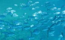 Sommet Rio + 20 : Jacky Bryant et les maux bleus de l'Environnement