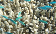 Le blanchissement des coraux a de nouveau fait des ravages sur la Grande Barrière