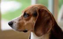 Au Royaume-Uni, des chiens dressés à la recherche du coronavirus