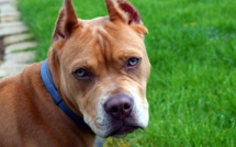 Sous l'effet de la drogue, il apprend à conduire à son pitbull