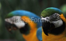 La perte de biodiversité menace aussi l'homme (étude)