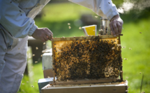 "APIdays 2012": faire la fête avec les abeilles dans une soixantaine de villes