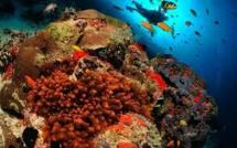 Les Maldives vont devenir "la plus grande réserve marine du monde"