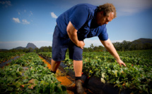 Coronavirus: en Australie, les agriculteurs inquiets de la fermeture des frontières
