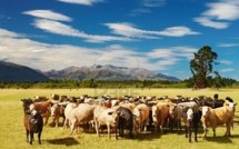 Coup de fouet pour la croissance néo-zélandaise