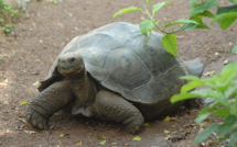 Galapagos: une espèce de tortue géante disparaît sans descendance