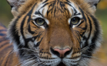 Un tigre d'un zoo de New York testé positif au coronavirus