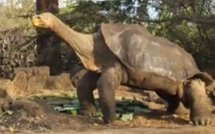 La mort de "Georges" la tortue, unique survivant et symbole des Galapagos