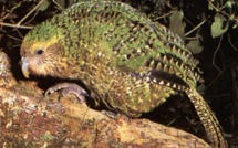 Menacé de disparition, le kakapo de Nouvelle-Zélande reprend des couleurs